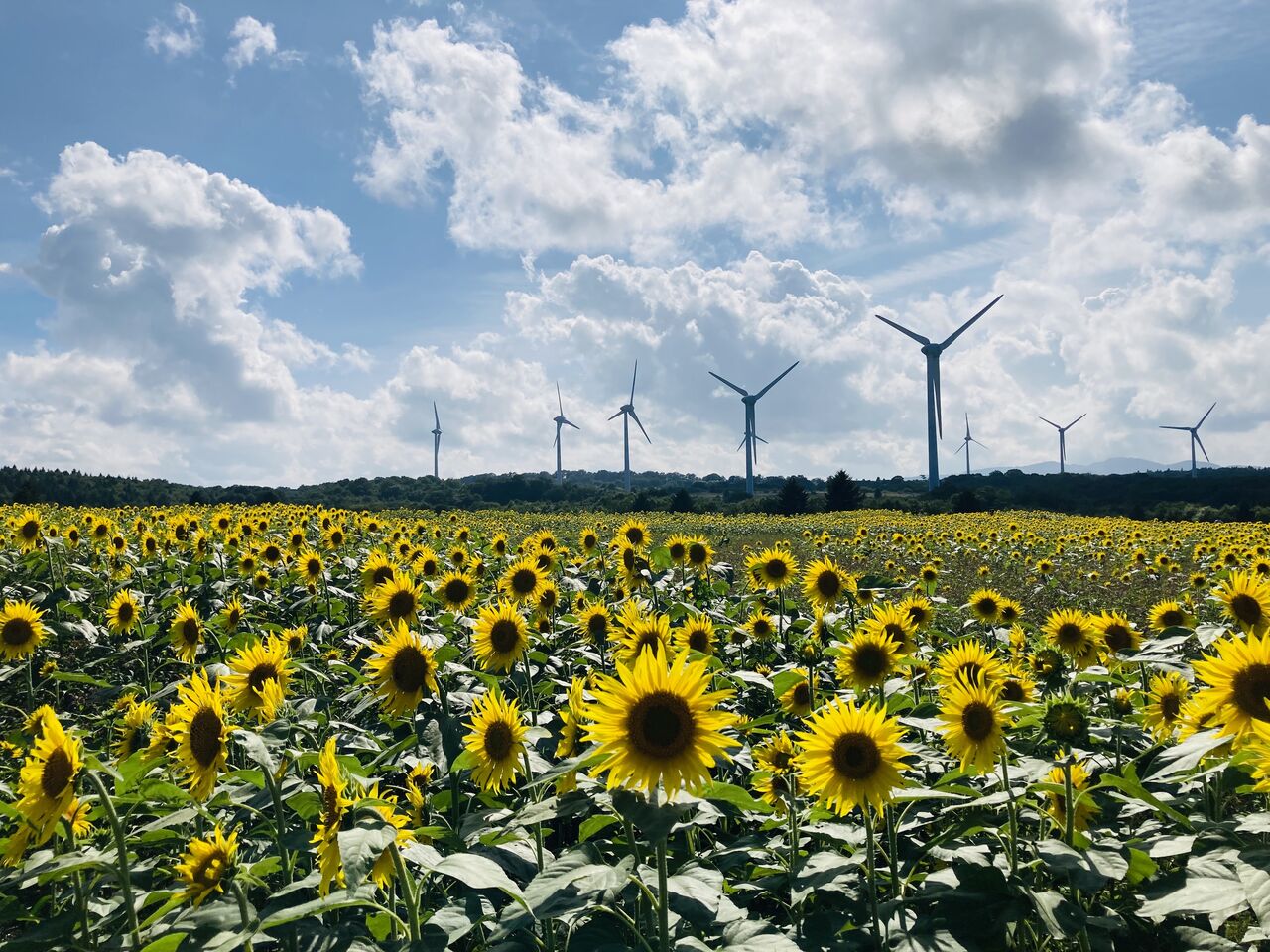 郡山布引風の高原ひまわり【2024.08.21】（2024.08.21） | 郡山布引風