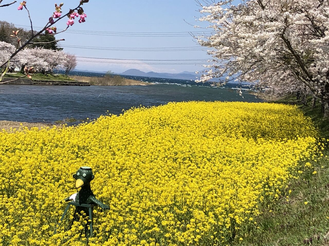 舟津公園桜 菜の花開花情報 4 21 21 04 21 郡山布引風の高原 ひまわり畑の情報 ライブカメラで公開中 舟津公園桜 菜の花開花情報 4 21 21 04 21 郡山布引風の高原 ひまわり畑の情報 ライブカメラで公開中