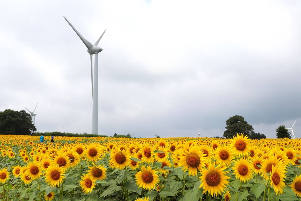 郡山布引風の高原ひまわり・コスモス開花状況【2025.8.26】（2025.08