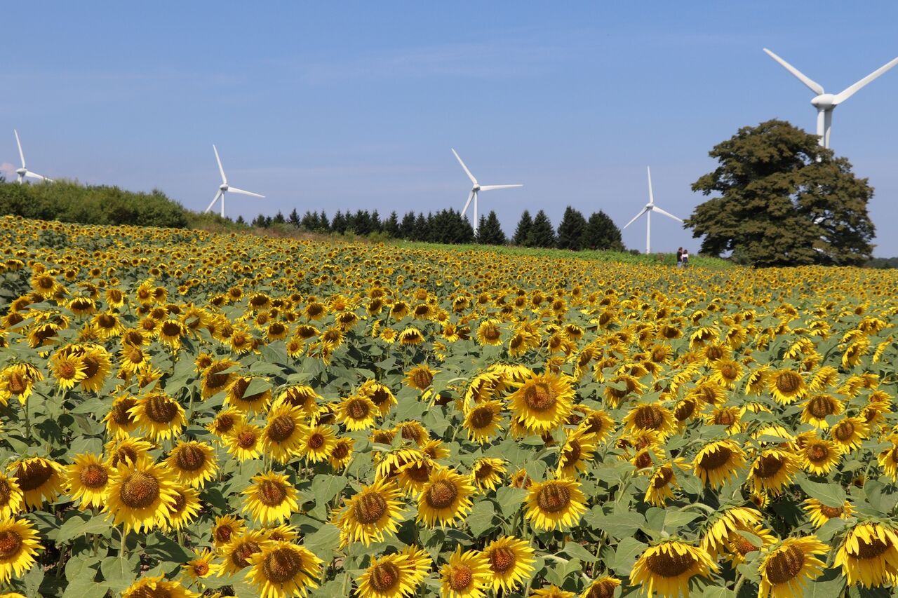 郡山布引風の高原ひまわり・コスモス【2025.9.1】（2025.09.01