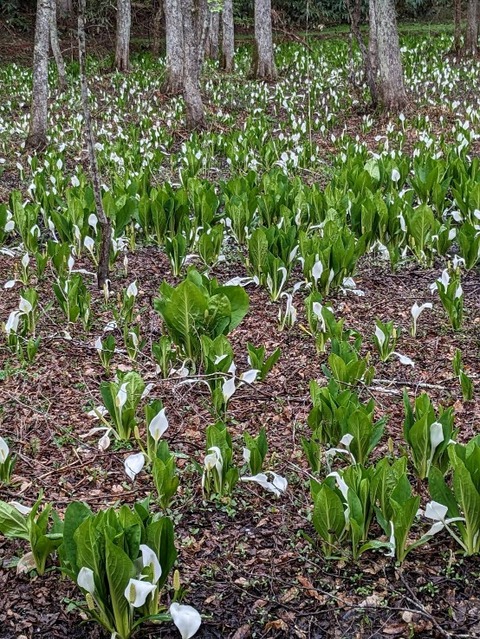 馬入20230417-2-3（東側天然）