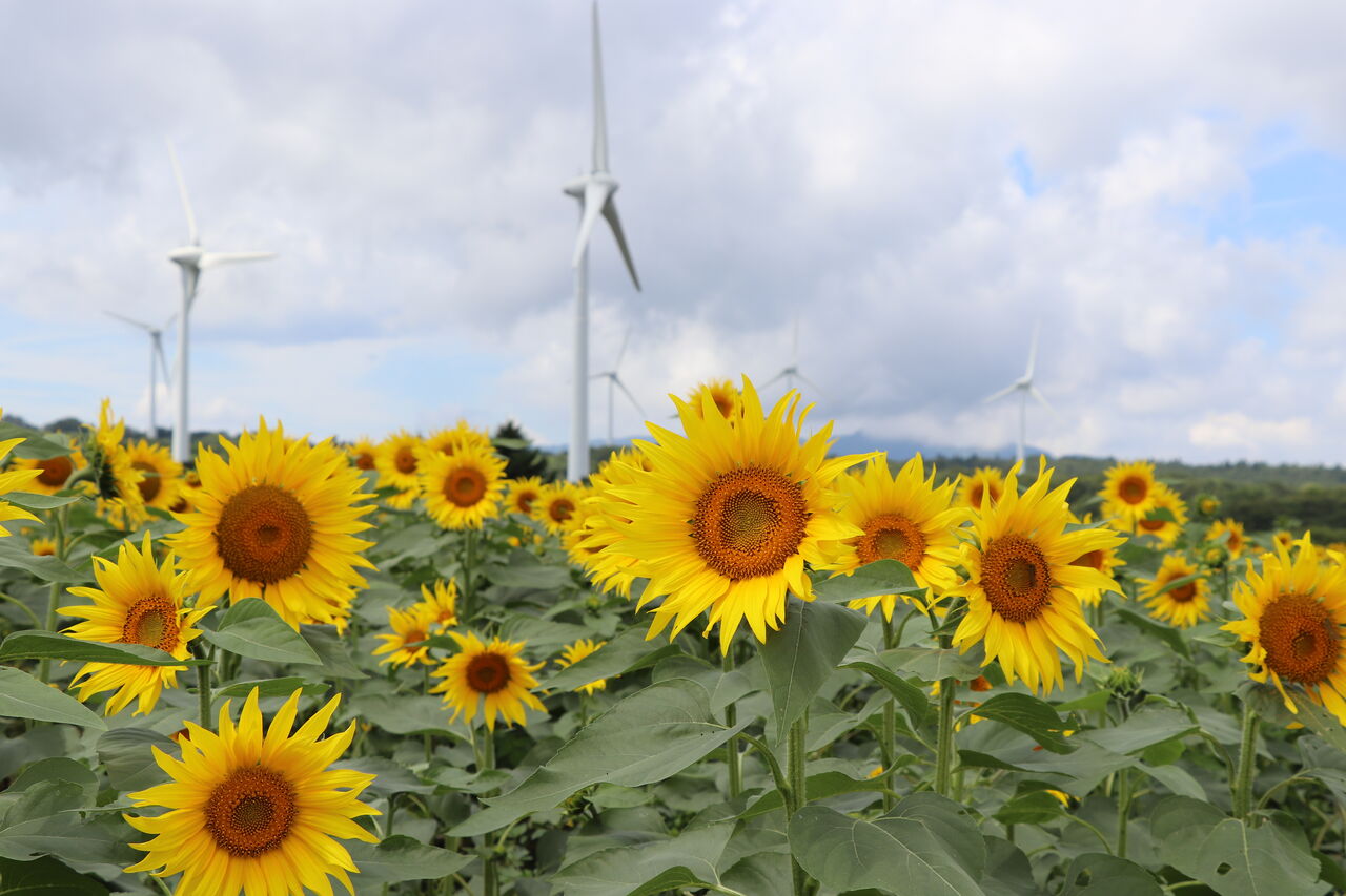 郡山布引風の高原ひまわり開花状況【2025.8.18】（2025.08.18） | 郡山