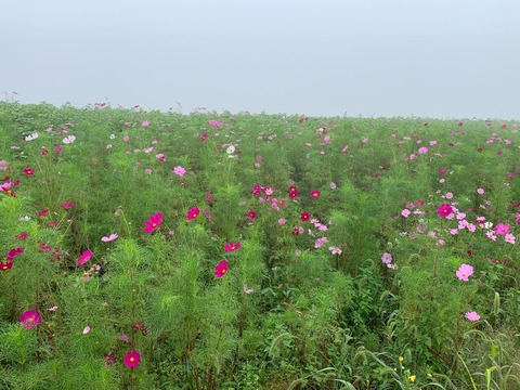 image16