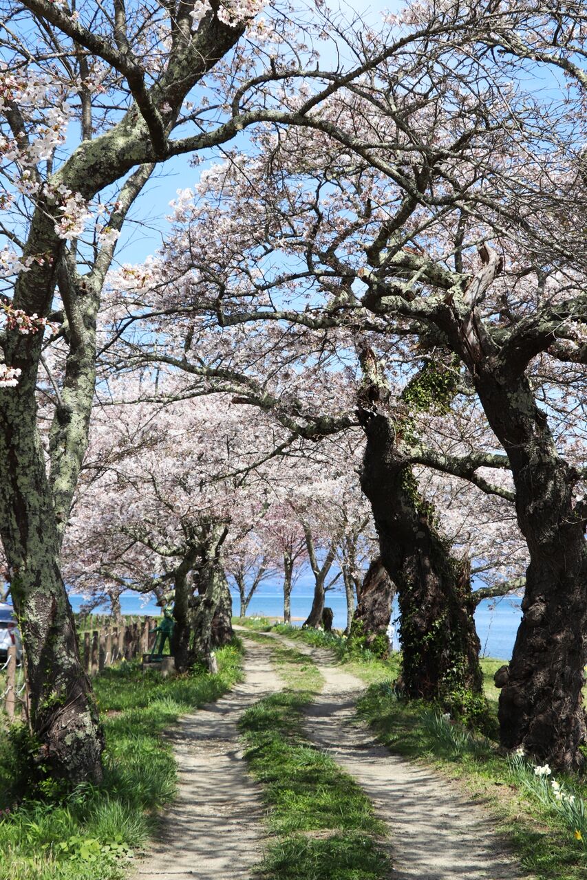 舟津公園の桜開花状況【2026.04.17】（2026.04.17） | 郡山布引風の