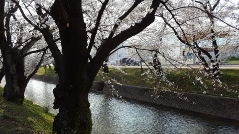 桜の名所である五条川堤