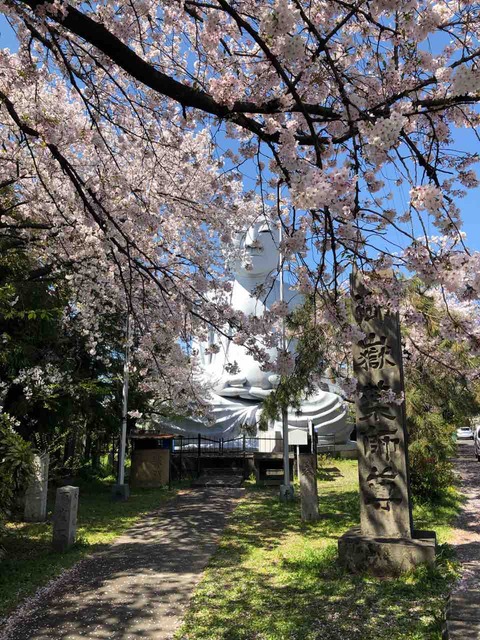 桜すだれ?!の向こうの布袋大仏!