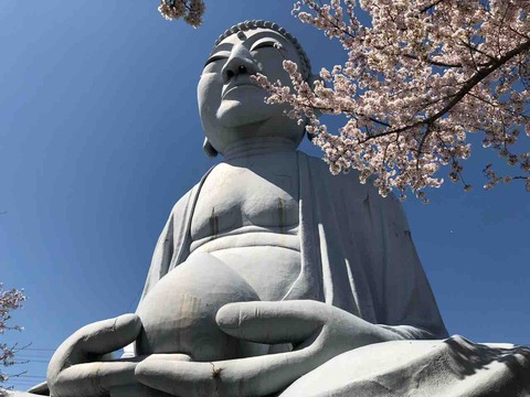 布袋大仏と桜