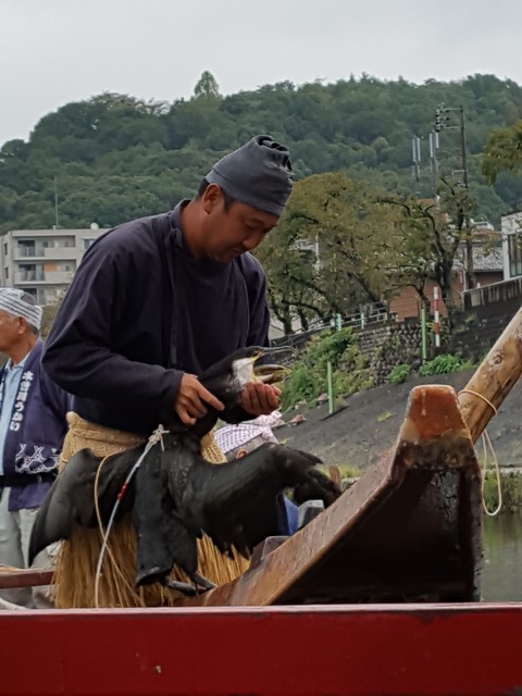 鵜匠の見事な手さばきに鮎を吐き出す鵜 木曽川うかいは1300年の伝統漁法を今に伝える 撮影・たかのぶ
