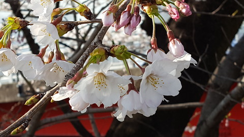 春になれば、かれんな花々がひとひらひとひら開く