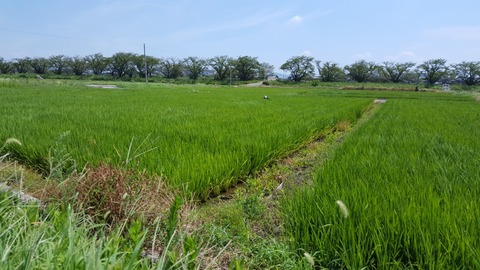 田植えを終え、まもない水田地帯。戦国武将の信長と愛する吉乃はこのあたりを飛び回っていた=江南市小折にて