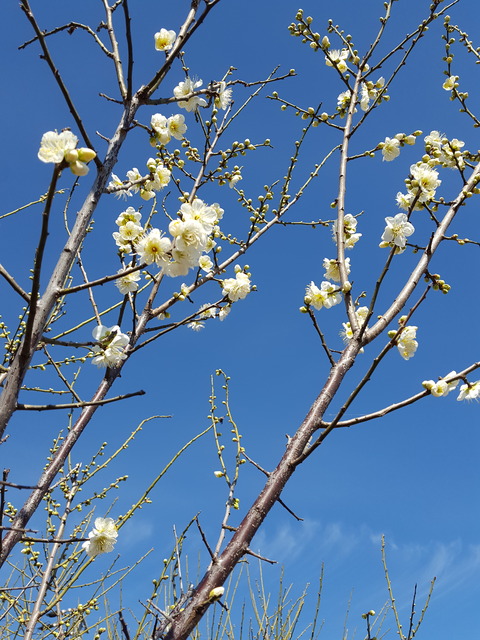 (尾張の地にも梅の花が咲き始めた=江南市内で 撮影・たかのぶ)