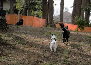 DSC_9235 (2)