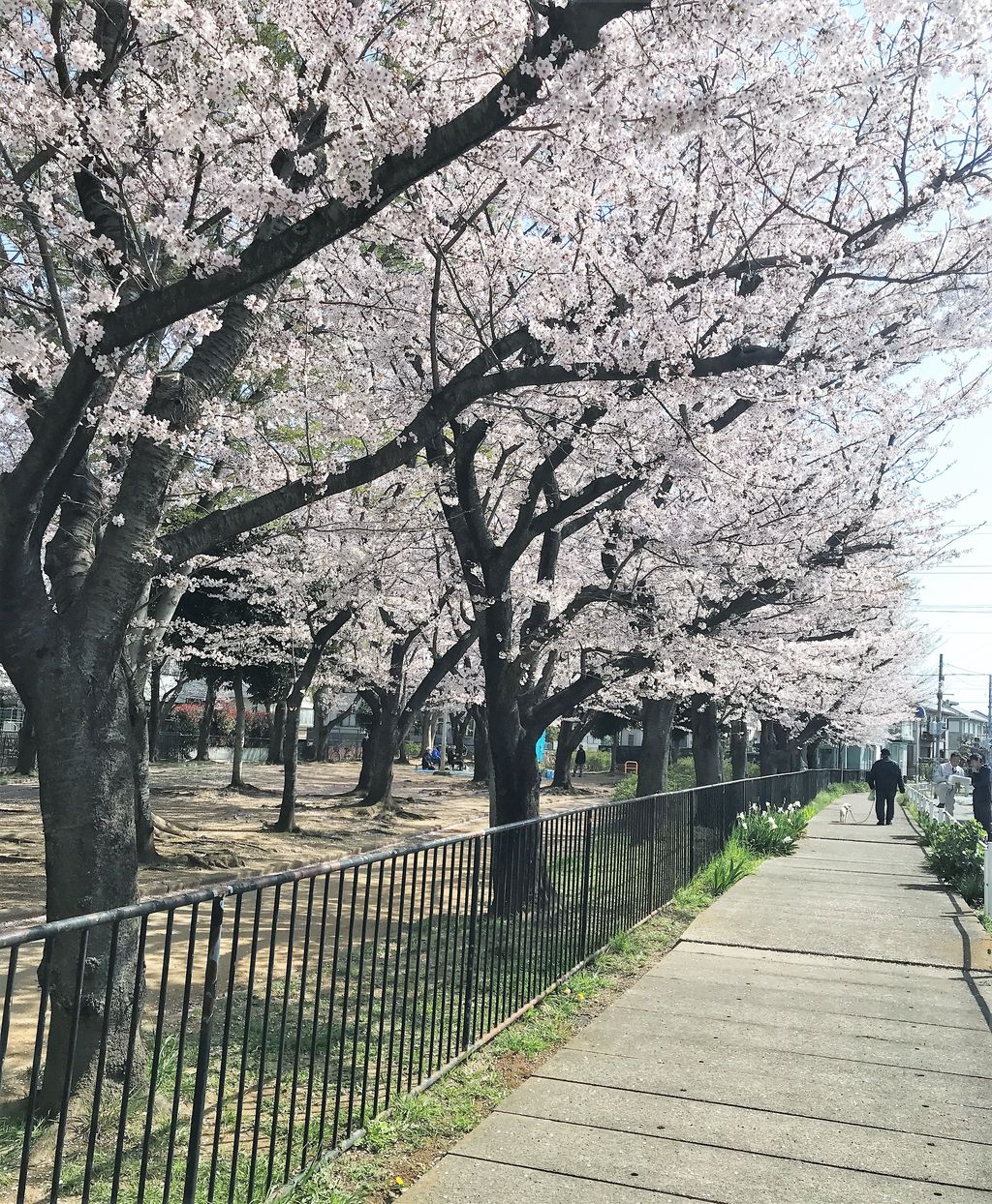 今年のお花見 毎日女子会