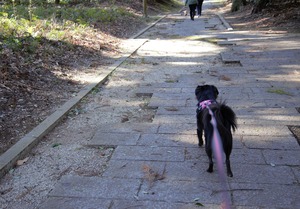 DSC_8782 (2)