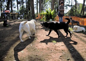 DSC_9506 (2)