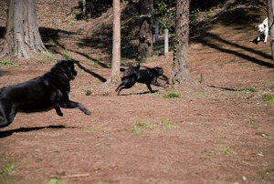 DSC_9362 (2)