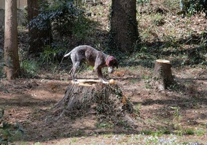 DSC_9428 (2)