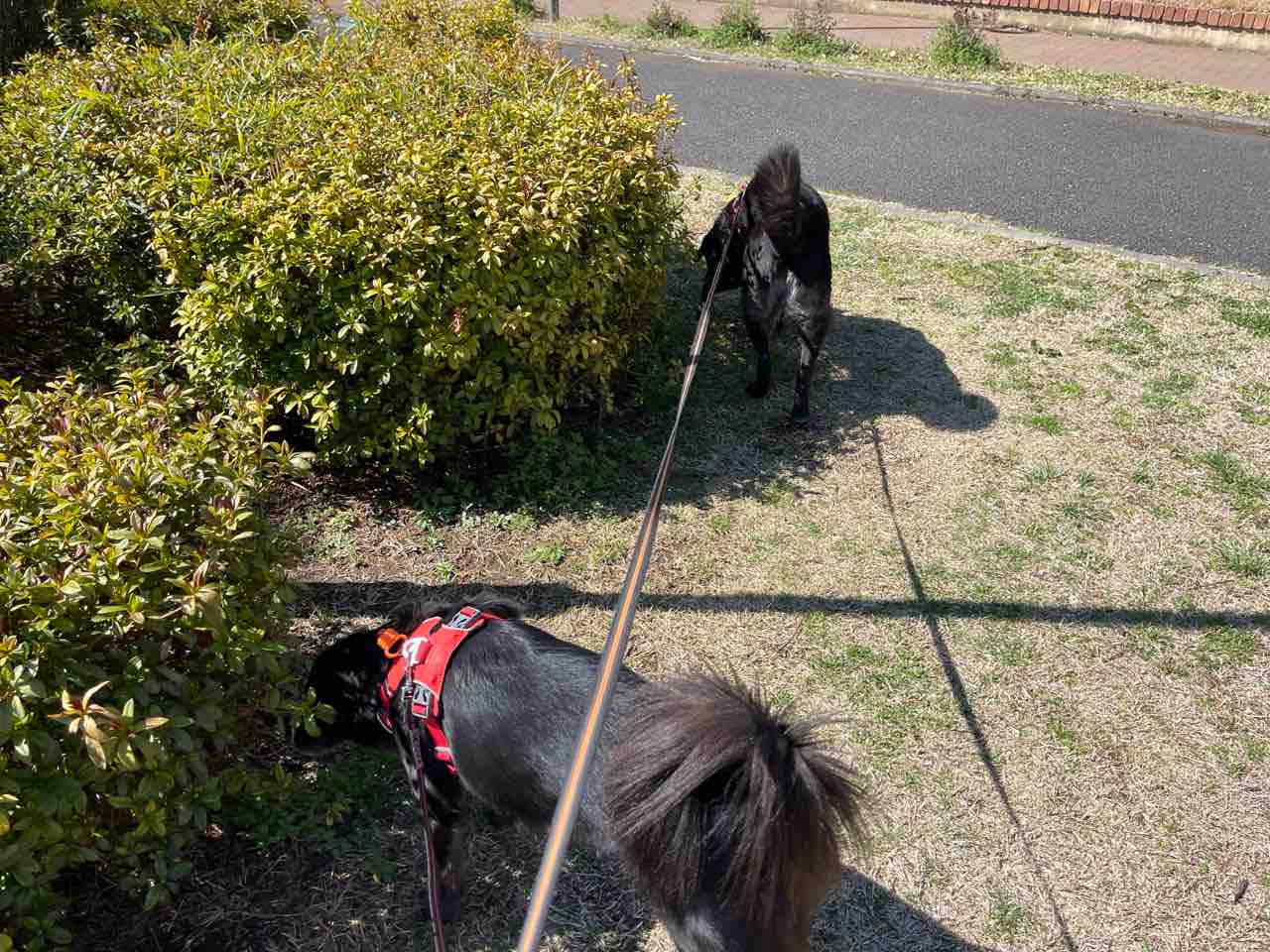 結果的に長い散歩 毎日女子会