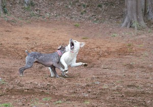 DSC_9445 (2)