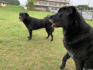 IMG_7354