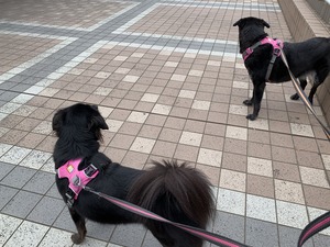 IMG_4921