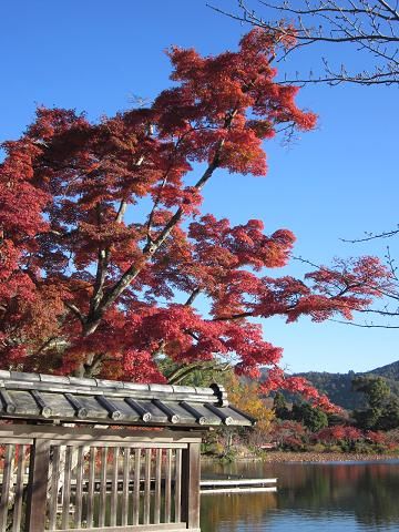 大沢池と広沢池の紅葉 : うふふのふ・・・