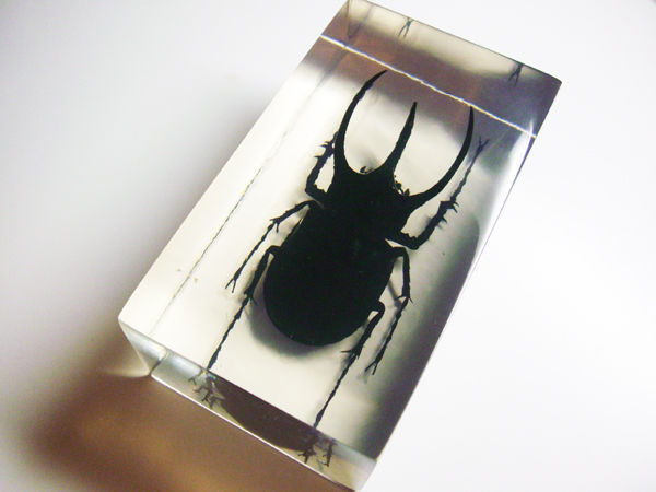 コーカサスオオカブトムシ 標本 体長10cm カブトムシ歴20年】カインズ