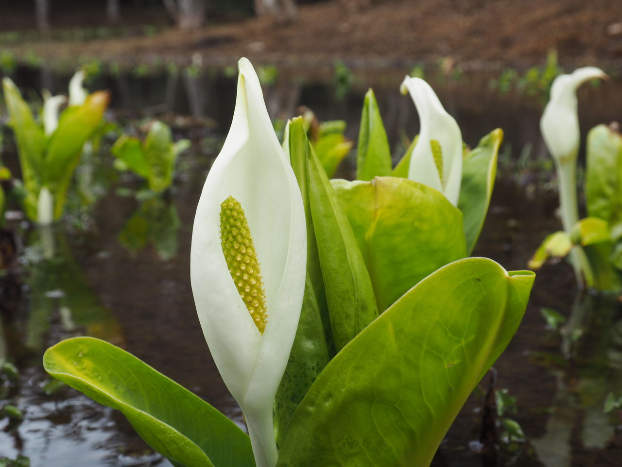 水芭蕉の季節 こんどうこどもクリニック 院長のブログ 水芭蕉の季節 こんどうこどもクリニック 院長のブログ