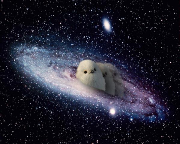 白くてかわいい小鳥さん 宇宙 そら へ翔ぶ 休日は転売屋 副業せどりでがんばるぞい 白くてかわいい小鳥さん 宇宙 そら へ翔ぶ 休日は転売屋 副業せどりでがんばるぞい