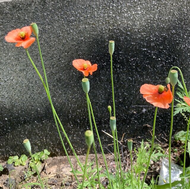 この花の名前は しがみねくみこの日記
