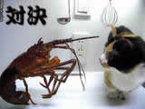 dc040513a.jpg