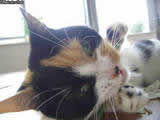 dc040508a.jpg