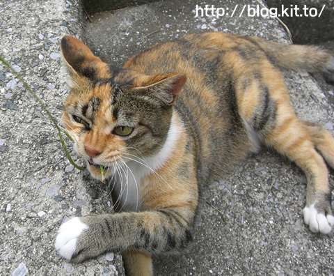 馬と猫