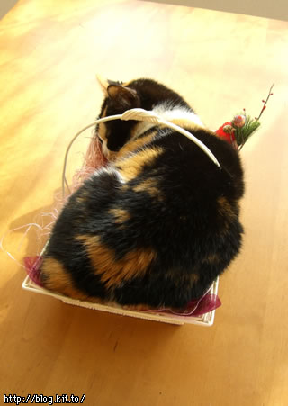 d060111h.jpg
