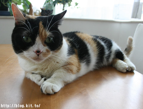 �ʤä����1