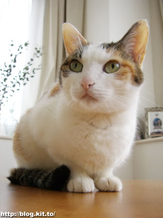 d060326g.jpg