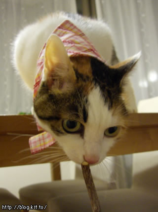 d051110g.jpg