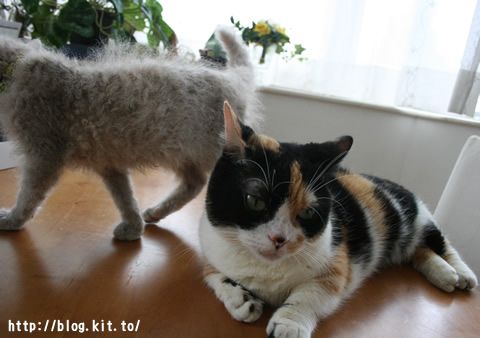 �ʤä����4