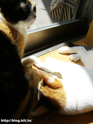 d060331e.jpg