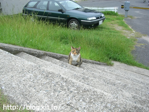 馬と猫