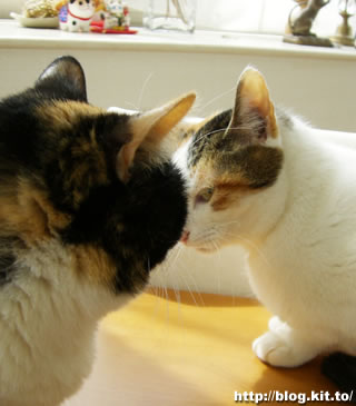 d060329h.jpg