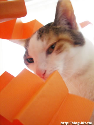 d060613j.jpg