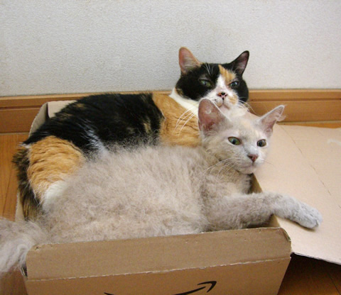 仲良し