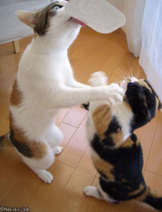 d050406d.jpg