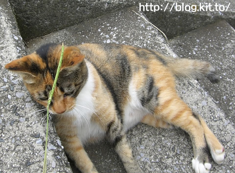 馬と猫