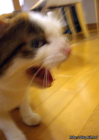 d060207j.jpg
