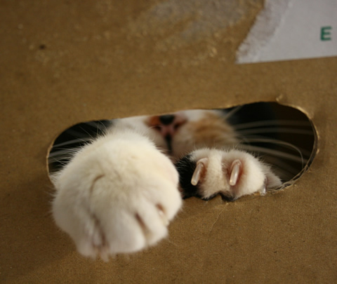 ぼっくす3