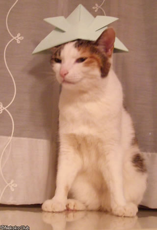 d050505d.jpg