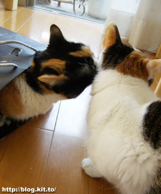 d060427f.jpg