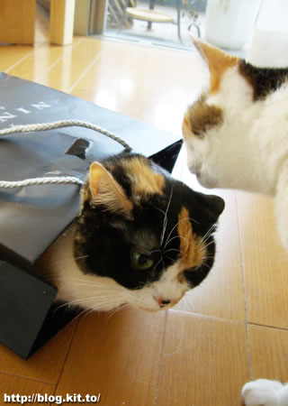 d060427e.jpg
